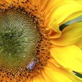 0407F 06 Altenau Radweg